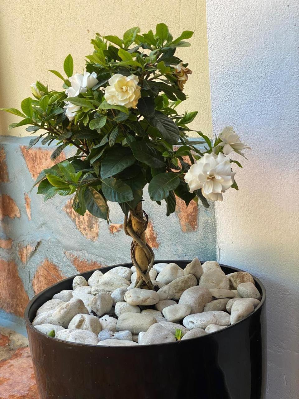 Olive Tree Apartment Sarande Luaran gambar